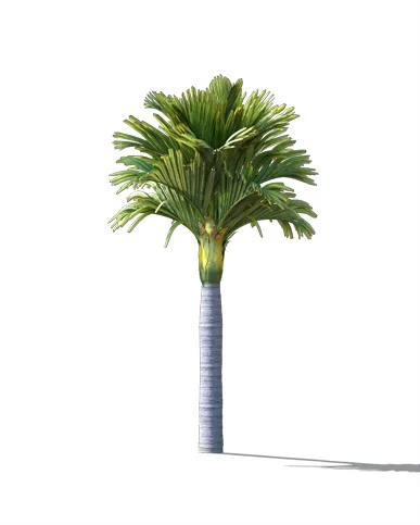 PALM TREE – Daylight