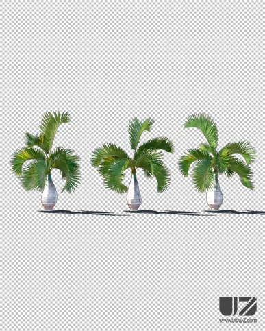 PALM TREE – Daylight