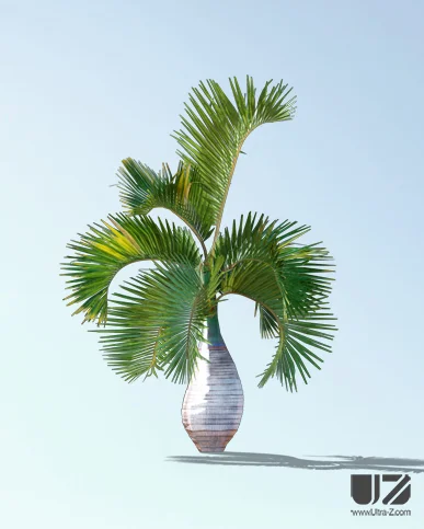PALM TREE – Daylight
