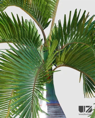 PALM TREE – Daylight