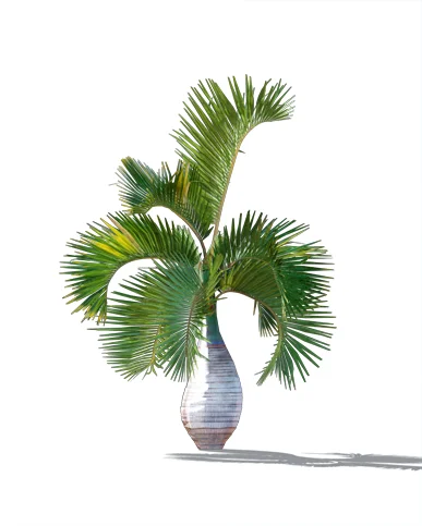 PALM TREE – Daylight