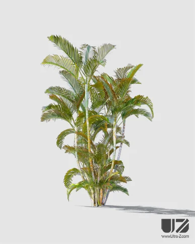 PALM TREE – Daylight