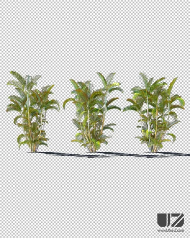 PALM TREE – Daylight