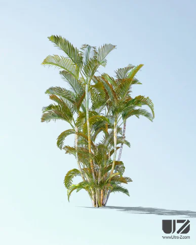 PALM TREE – Daylight