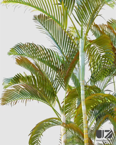 PALM TREE – Daylight