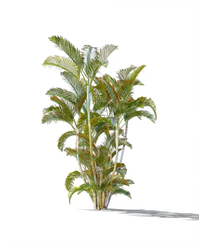 PALM TREE – Daylight