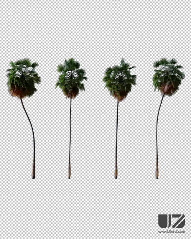 PALM TREE – Night Light
