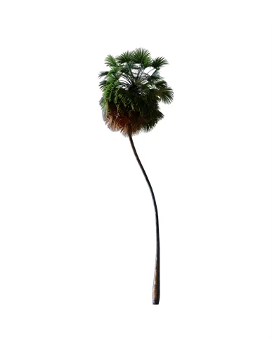 PALM TREE – Night Light