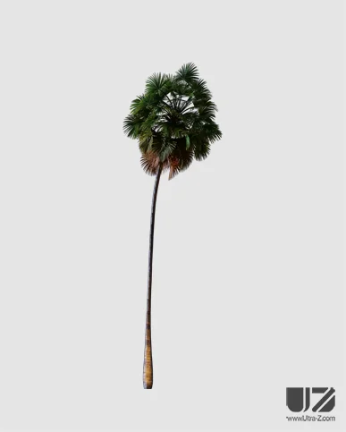 PALM TREE – Night Light