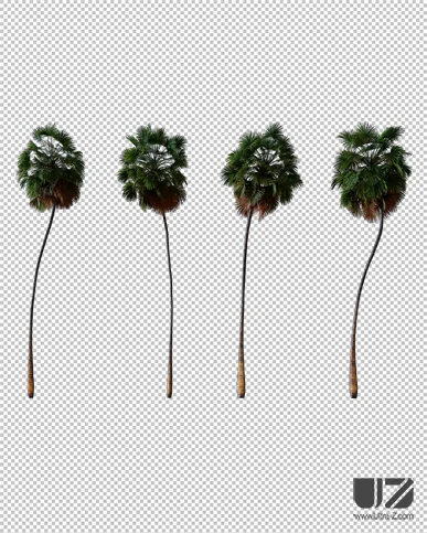 PALM TREE – Night Light