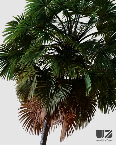 PALM TREE – Night Light