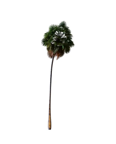 PALM TREE – Night Light