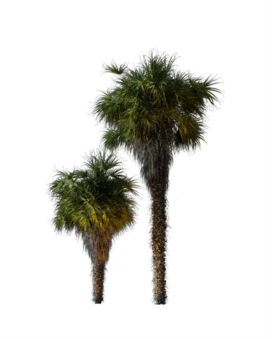PALM TREE – Night Light