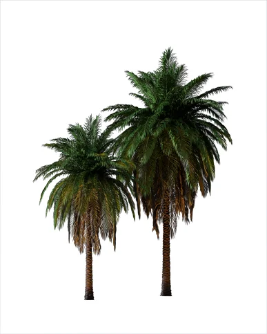 PALM TREE – Night Light