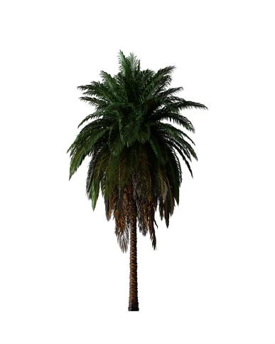 PALM TREE – Night Light