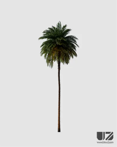 PALM TREE – Night Light