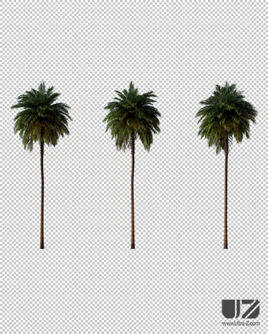 PALM TREE – Night Light