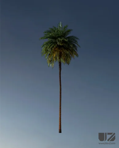 PALM TREE – Night Light