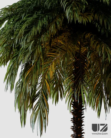 PALM TREE – Night Light