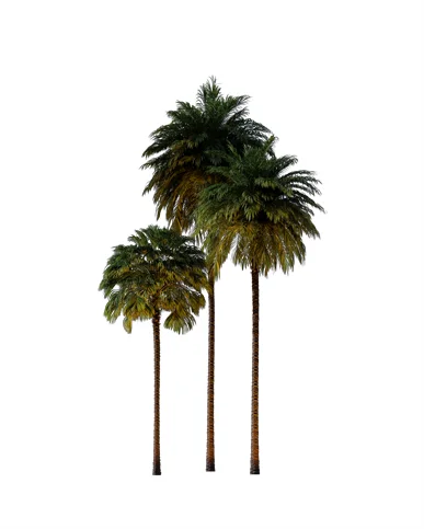 PALM TREE – Night Light