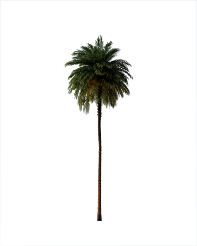 PALM TREE – Night Light