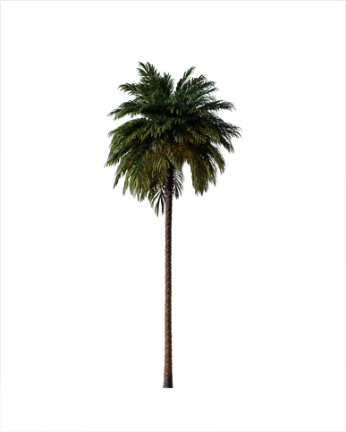 PALM TREE – Night Light