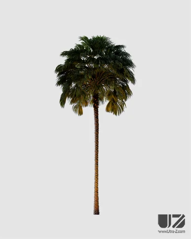 PALM TREE – Night Light