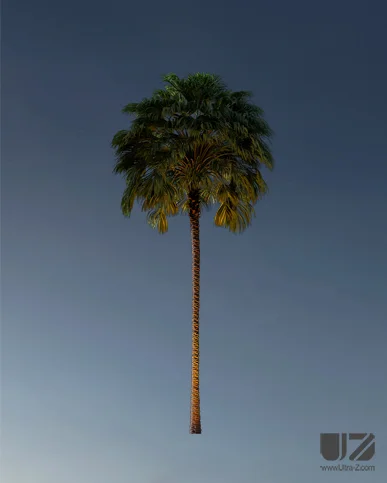 PALM TREE – Night Light