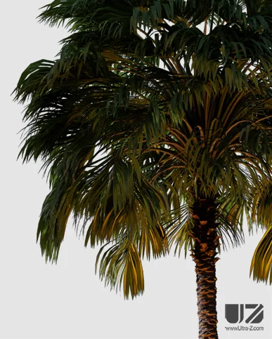 PALM TREE – Night Light