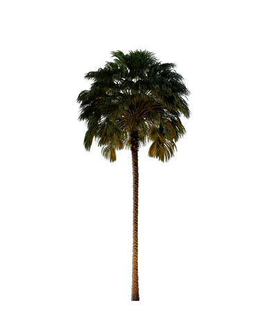 PALM TREE – Night Light