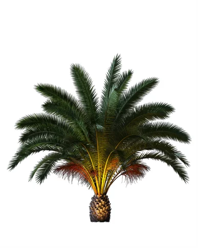 PALM TREE – Night Light