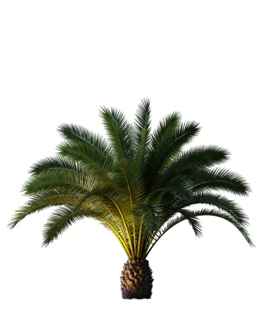 PALM TREE – Night Light