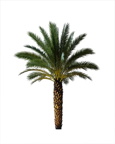 PALM TREE – Night Light