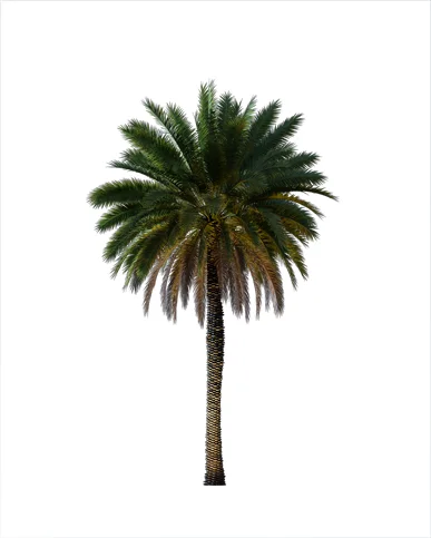 PALM TREE – Night Light
