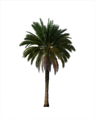 PALM TREE – Night Light