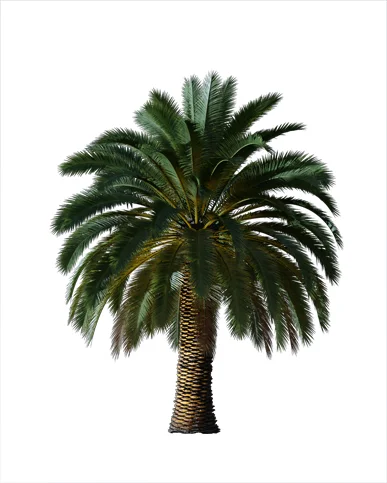 PALM TREE – Night Light