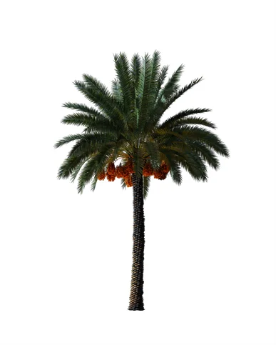 PALM TREE – Night Light