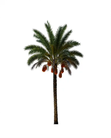 PALM TREE – Night Light
