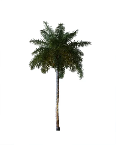PALM TREE – Night Light