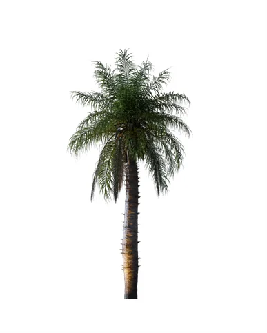 PALM TREE – Night Light