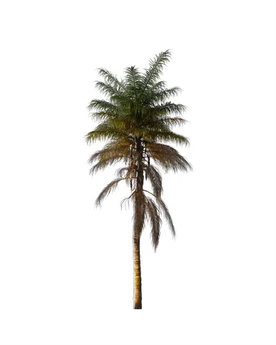 PALM TREE – Night Light