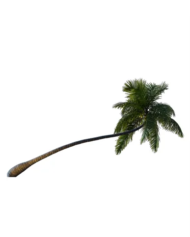 PALM TREE – Night Light