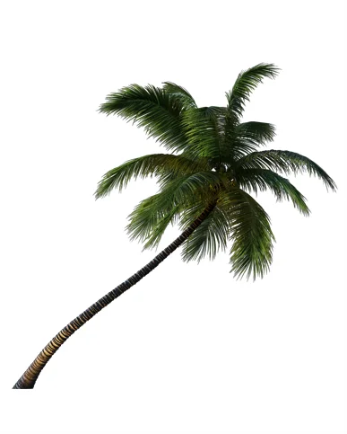 PALM TREE – Night Light