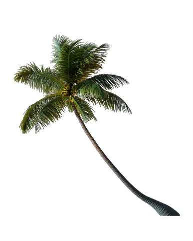 PALM TREE – Night Light