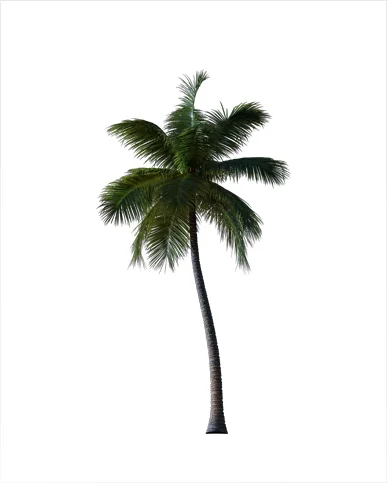 PALM TREE – Night Light
