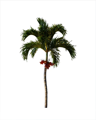 PALM TREE – Night Light