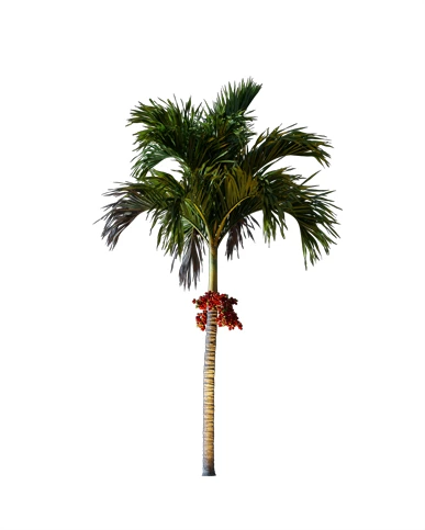 PALM TREE – Night Light