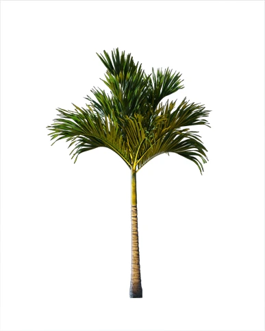 PALM TREE – Night Light
