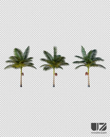 PALM TREE – Night Light