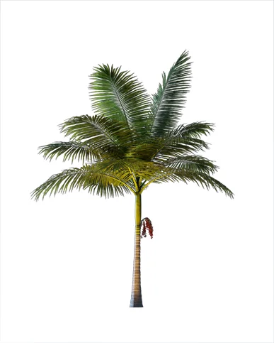 PALM TREE – Night Light